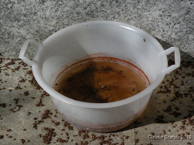 Rosso come  ..................